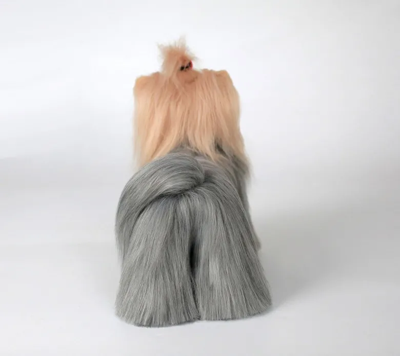 Yorkshire Terrier in pelle, signor Jiang — Foto 8