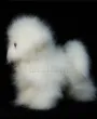 Pelle di manichino Bischon Frise del signor Jiang — Foto 9