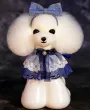 Plastic Teddy Bear Head Mannequin Head by Mr. Jiang — Photo 9