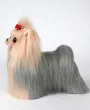 Yorkshire Terrier in pelle, signor Jiang — Foto 13