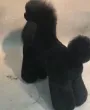 Manichino moderno in pelle per barboncino e agnello con clip del signor Jiang — Foto 9